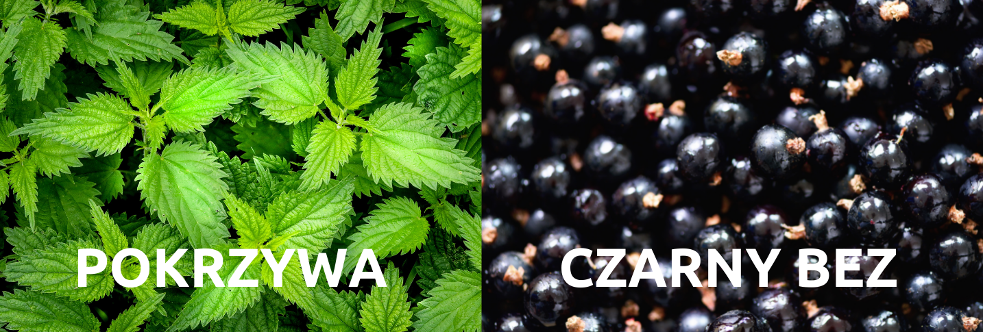 Czarny bez i pokrzywa - naturalne antidotum na świetną figurę